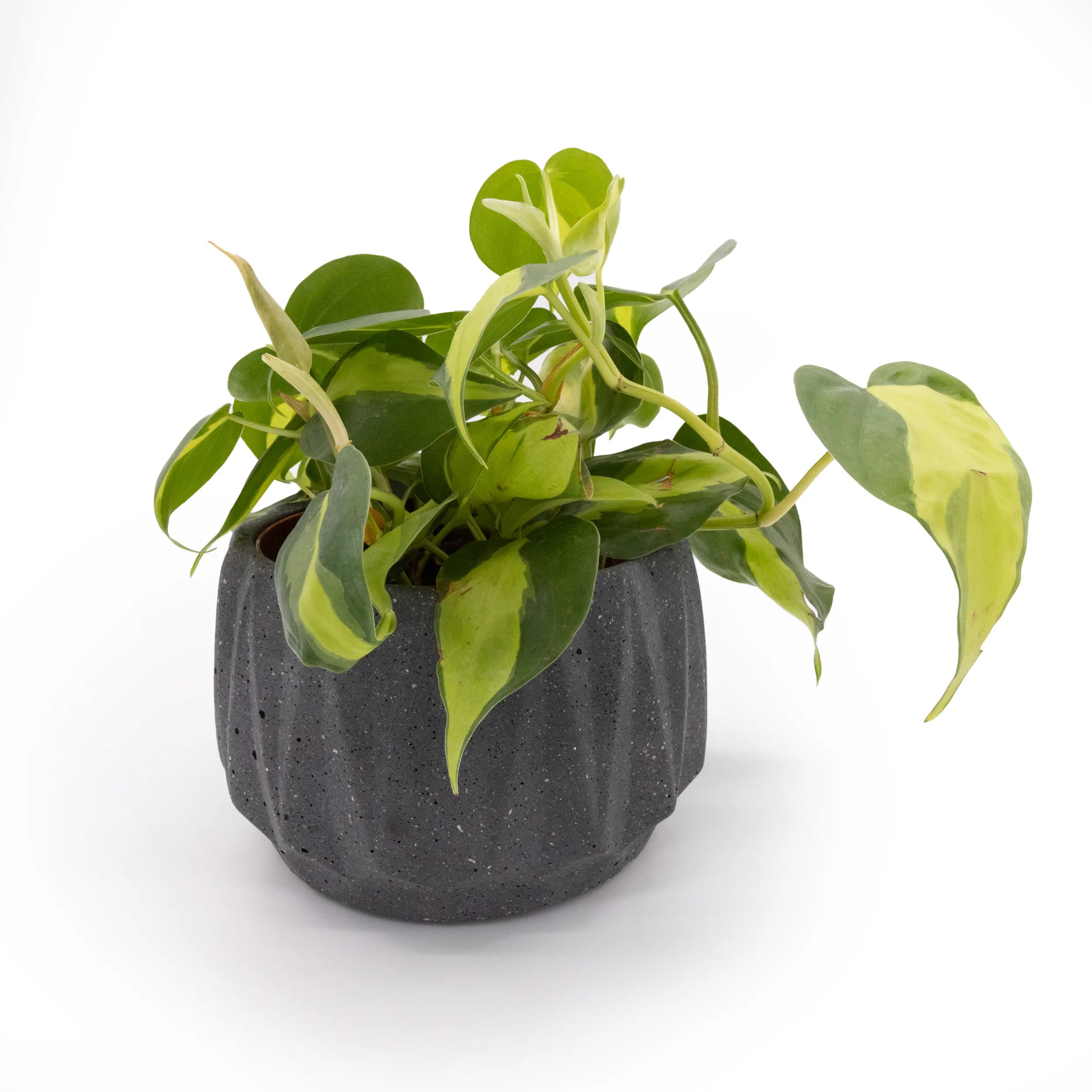 Flute 6" Tabletop Planter Graphite