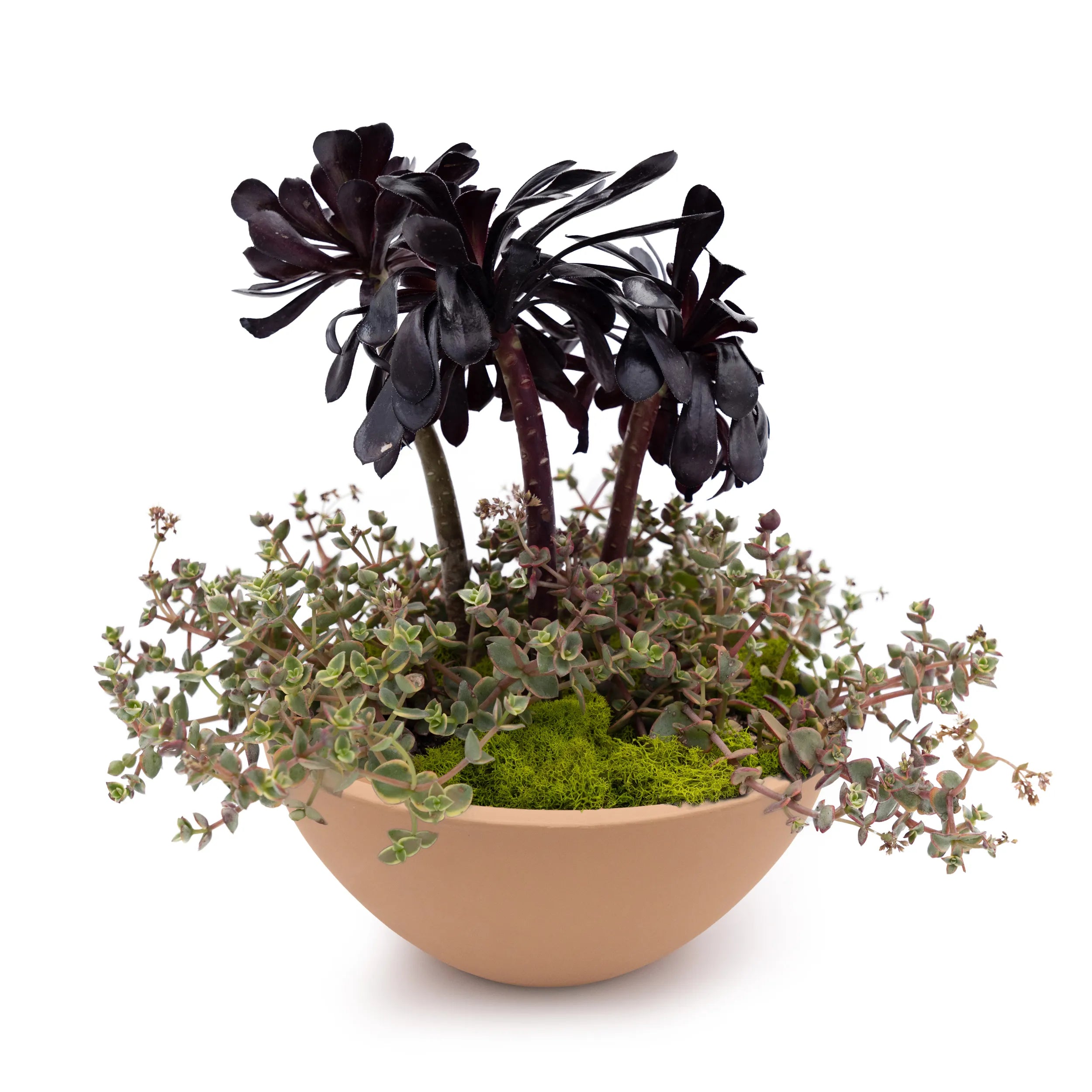 Concrete Basin Tabletop Planter Smokey Blue