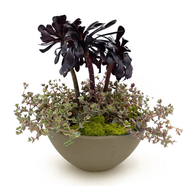 Concrete Basin Tabletop Planter