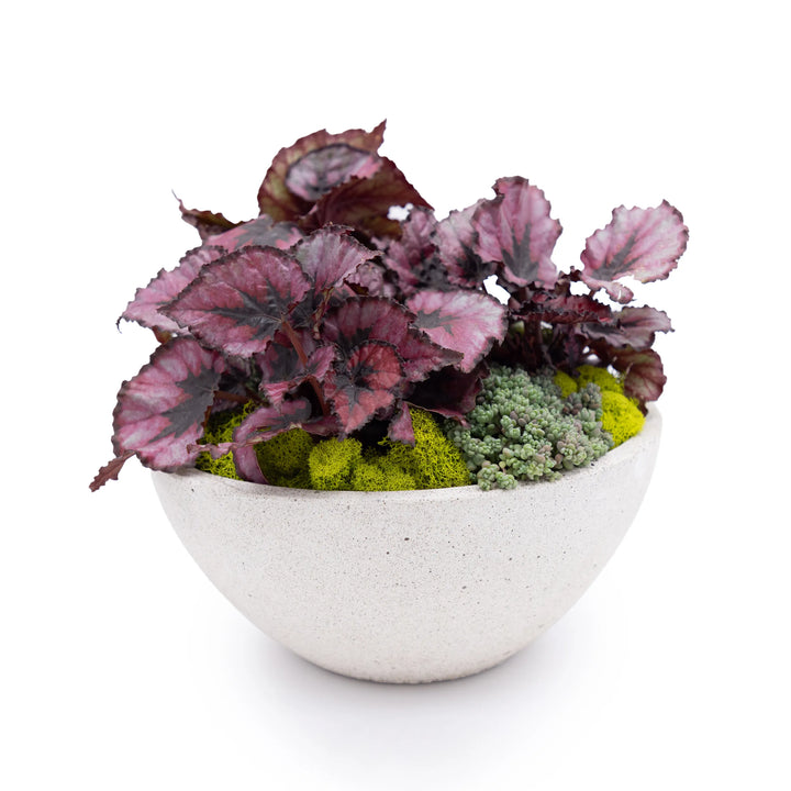 Concrete Basin Tabletop Planter