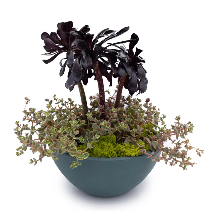 Concrete Basin Tabletop Planter