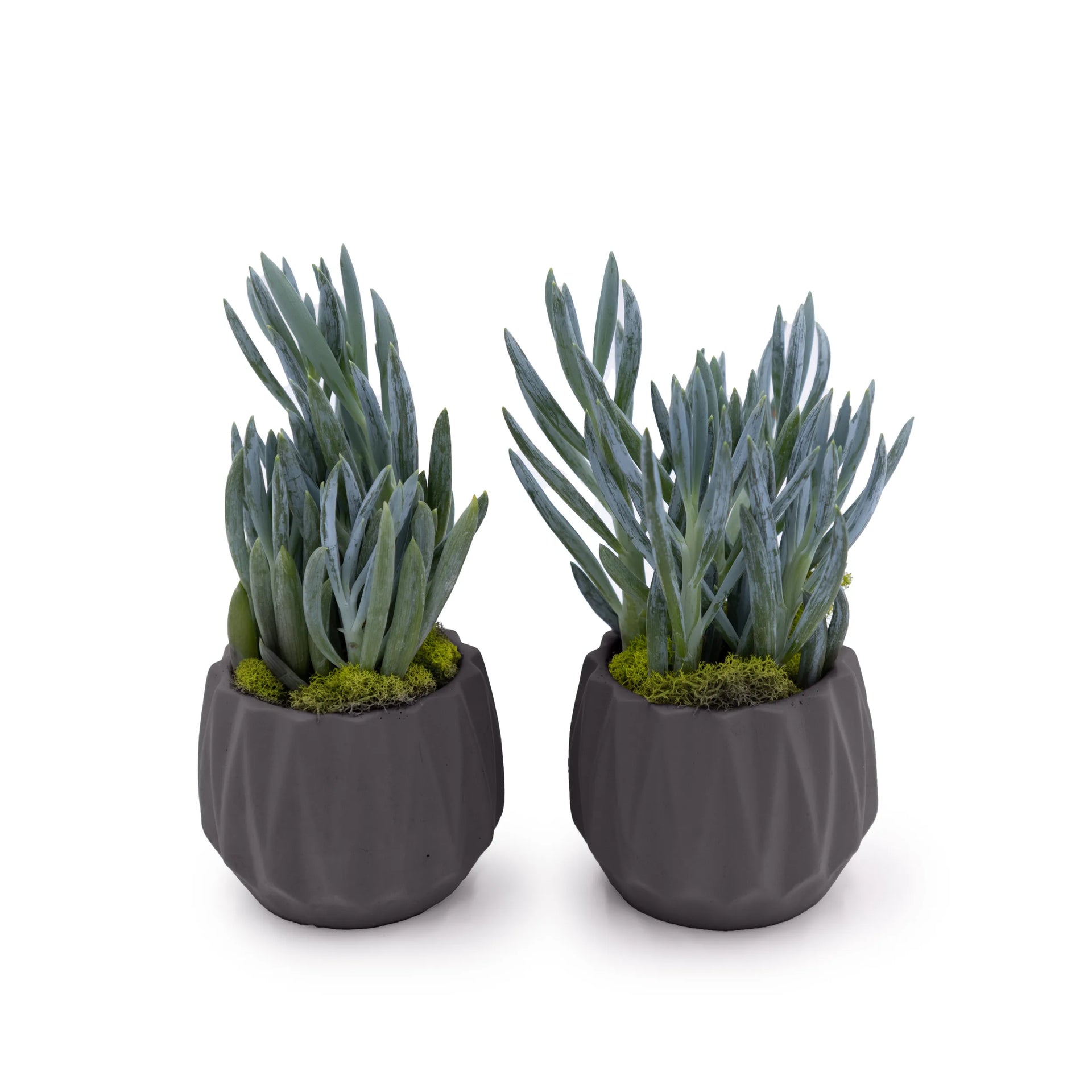 Concrete Mini Flute Tabletop Planters (Set of 2) Dark Grey