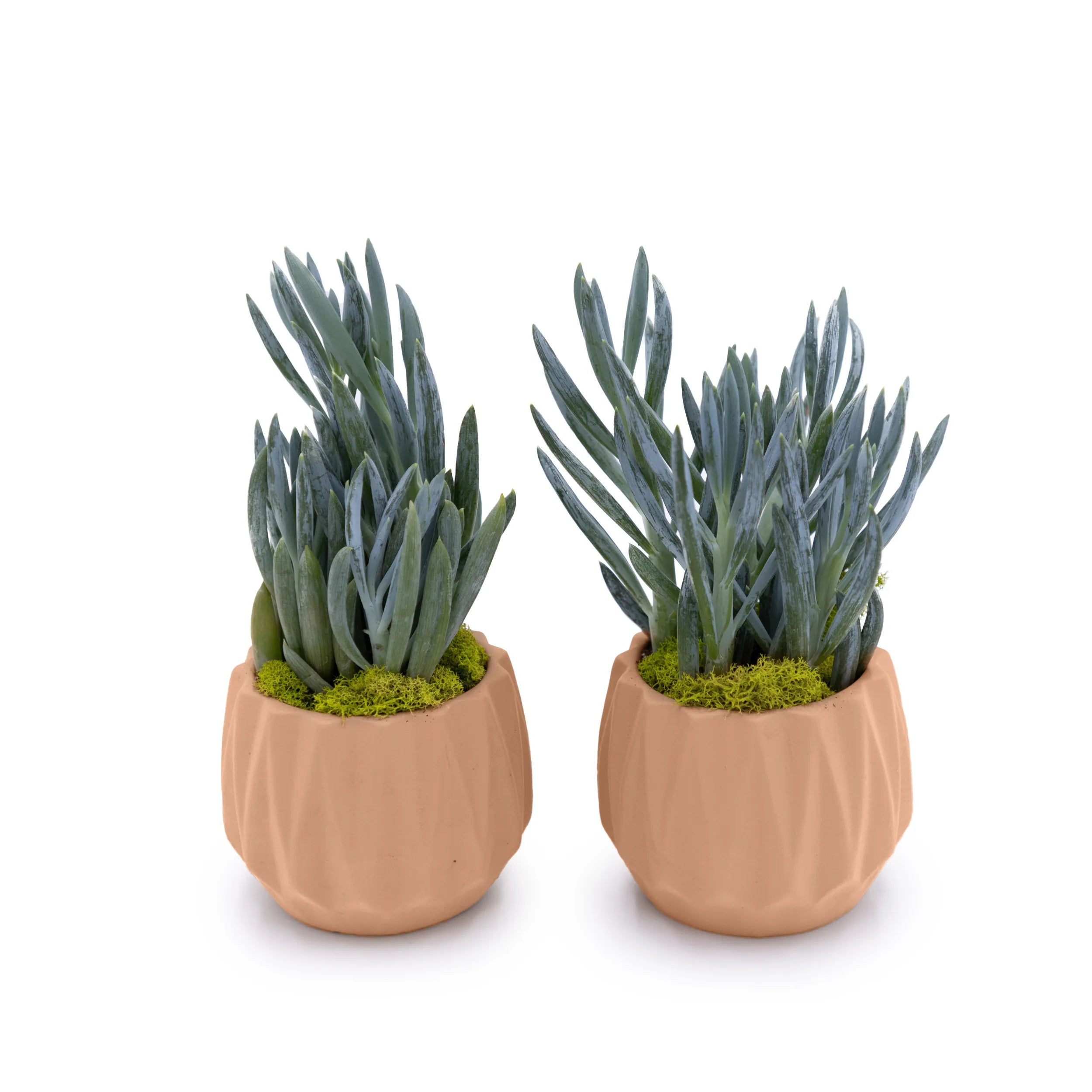 Concrete Mini Flute Tabletop Planters (Set of 2) Rose