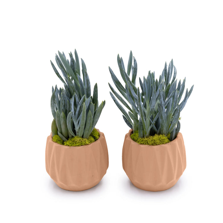 Concrete Mini Flute Tabletop Planters (Set of 2) Rose