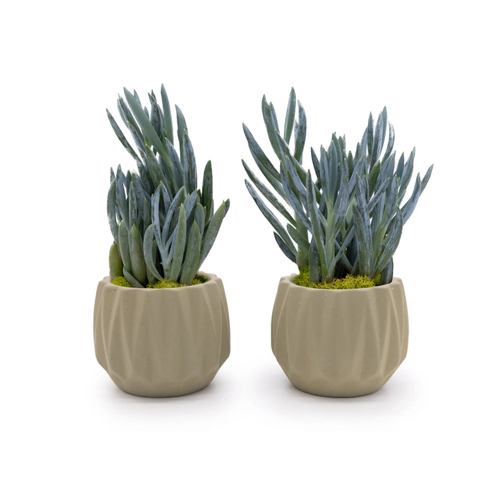 Concrete Mini Flute Tabletop Planters (Set of 2) Sage