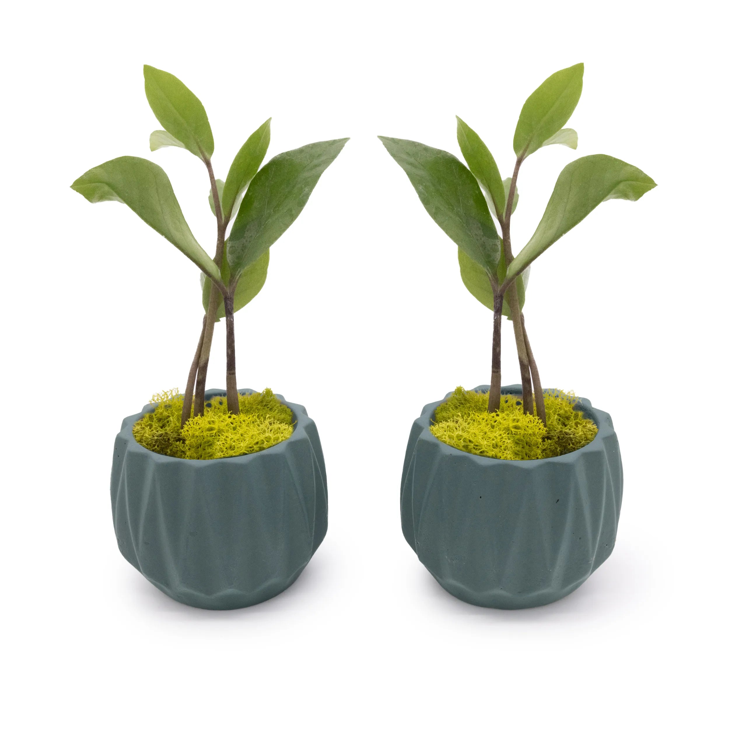 Concrete Mini Flute Tabletop Planters (Set of 2) Smokey Blue