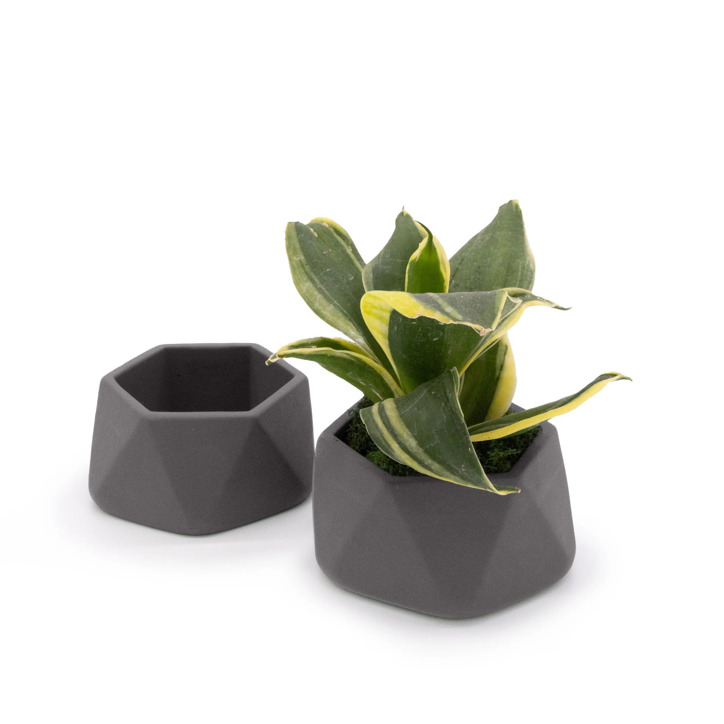 Concrete Mini Genna Tabletop Planters (Set of 2) Dark Grey