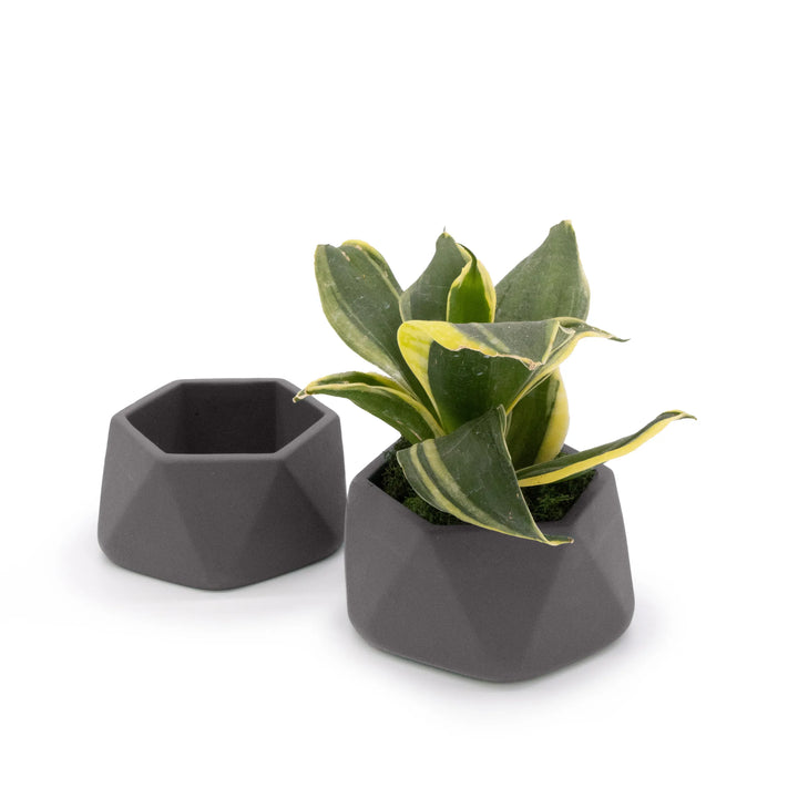 Concrete Mini Genna Tabletop Planters (Set of 2) Dark Grey