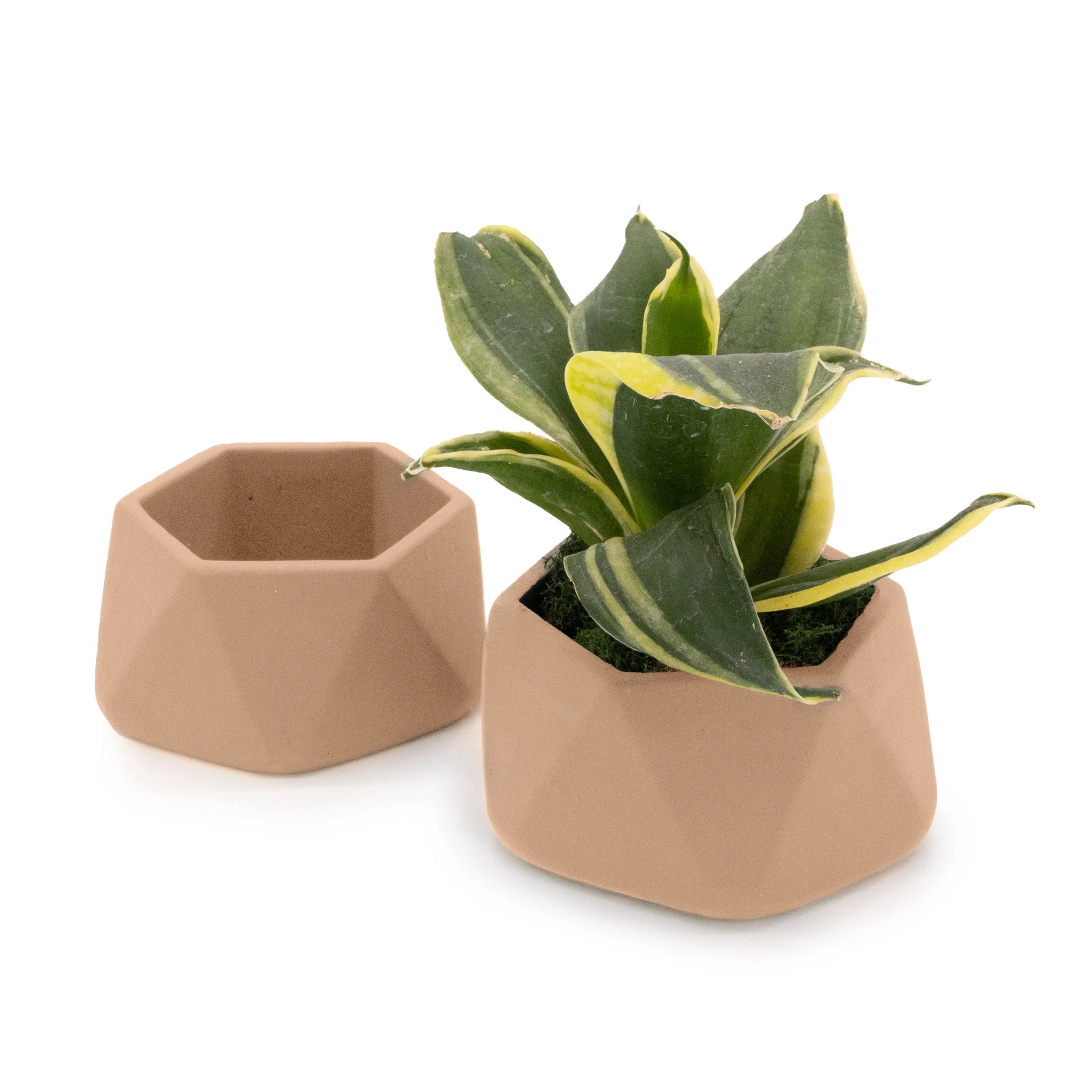 Concrete Mini Genna Tabletop Planters (Set of 2) Rose