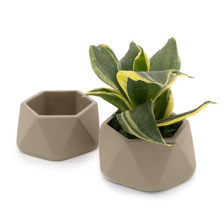 Concrete Mini Genna Tabletop Planters (Set of 2) Sage