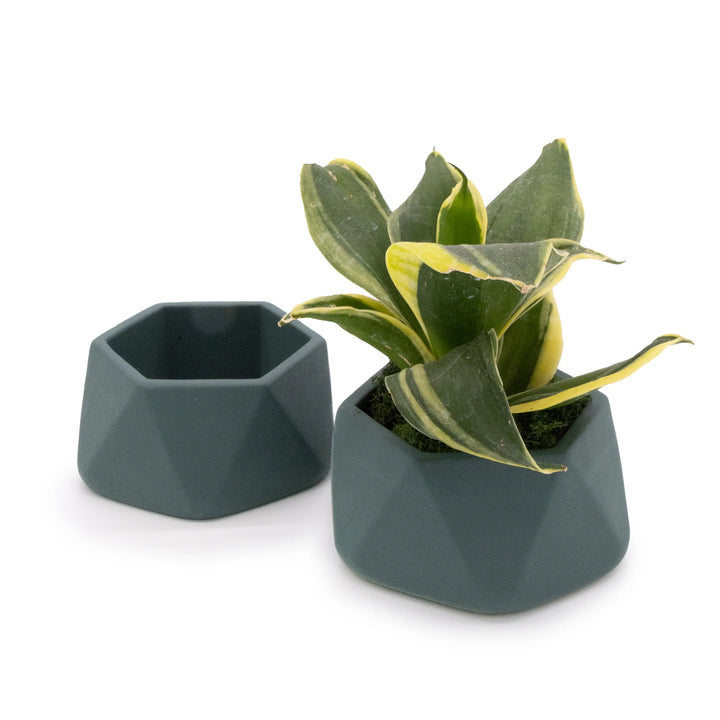 Concrete Mini Genna Tabletop Planters (Set of 2) Smokey Blue