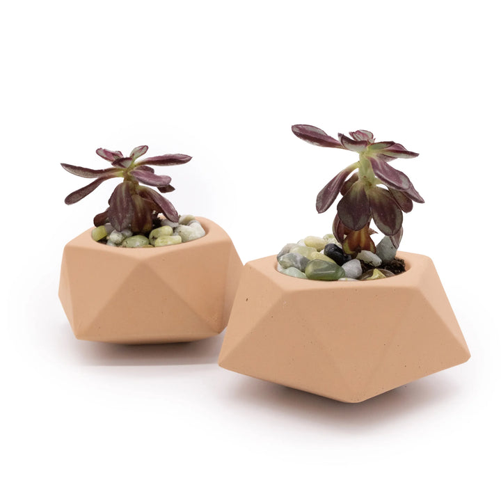 Concrete Mini Tilt Tabletop Planters (Set of 2) Rose