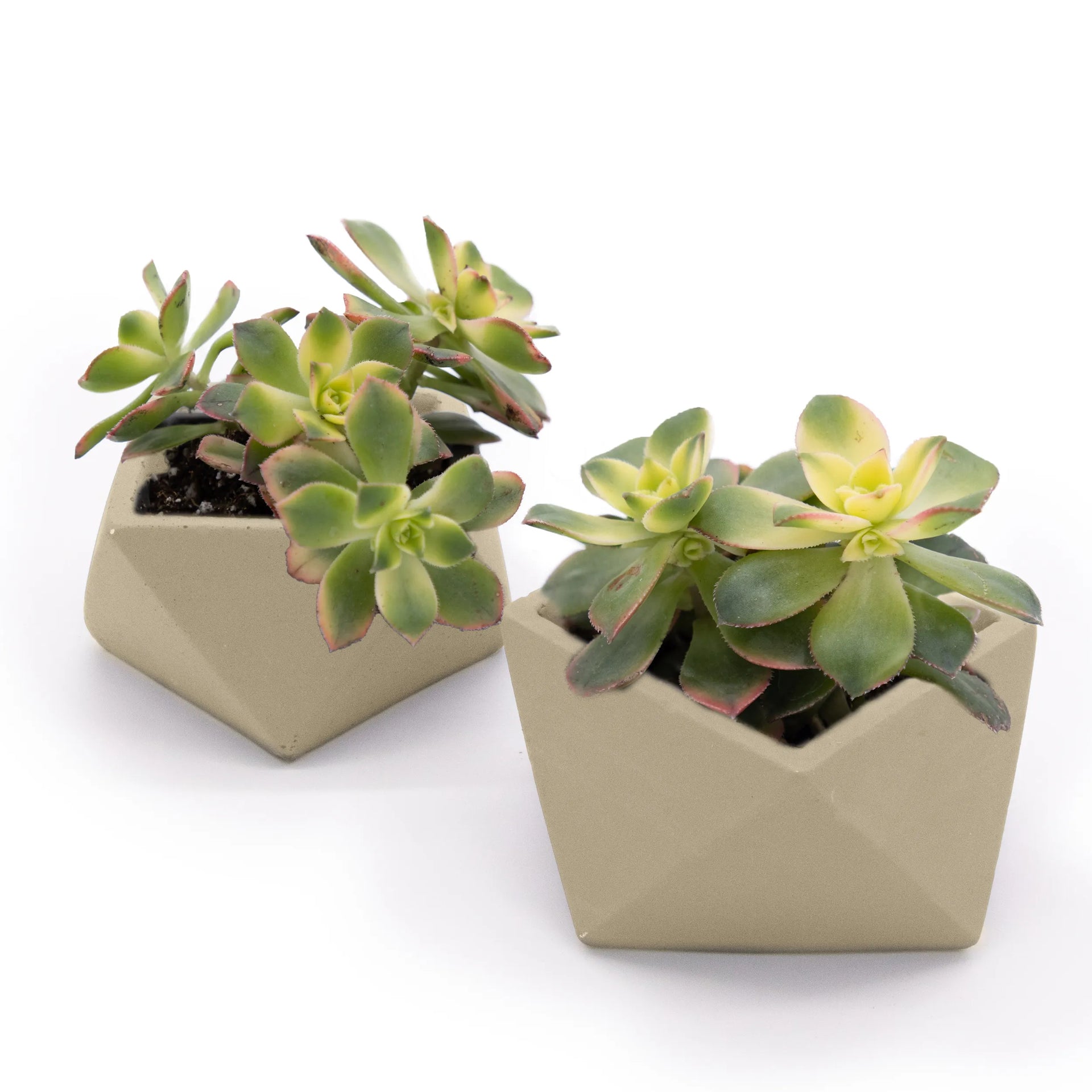 Concrete Mini Wedge Tabletop Planters (Set of 2) Sage