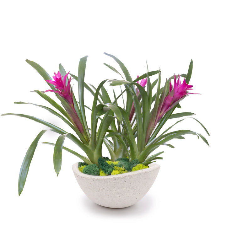 Concrete Wave Tabletop Planter Graphite
