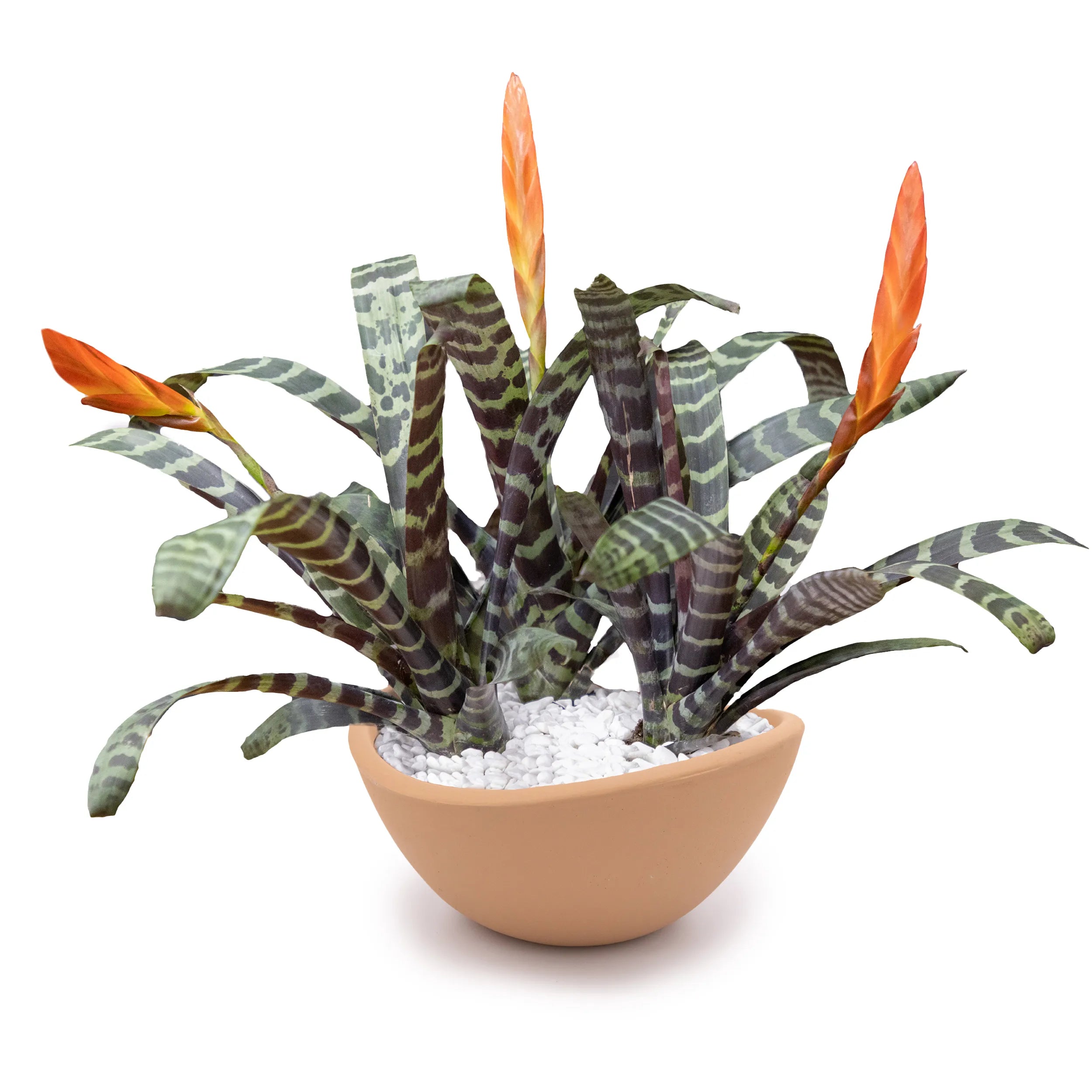 Concrete Wave Tabletop Planter Rose