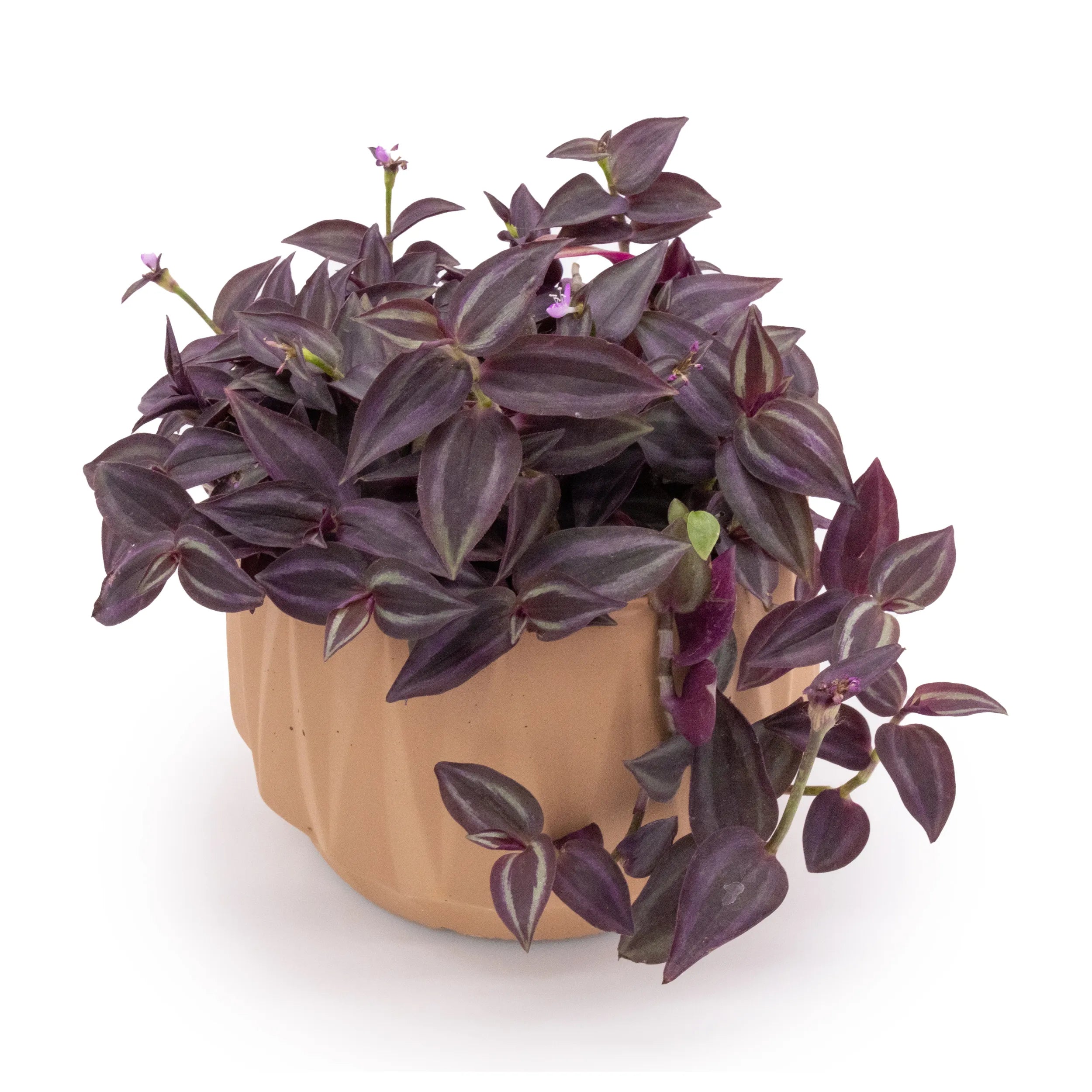 Flute 6" Tabletop Planter Rose