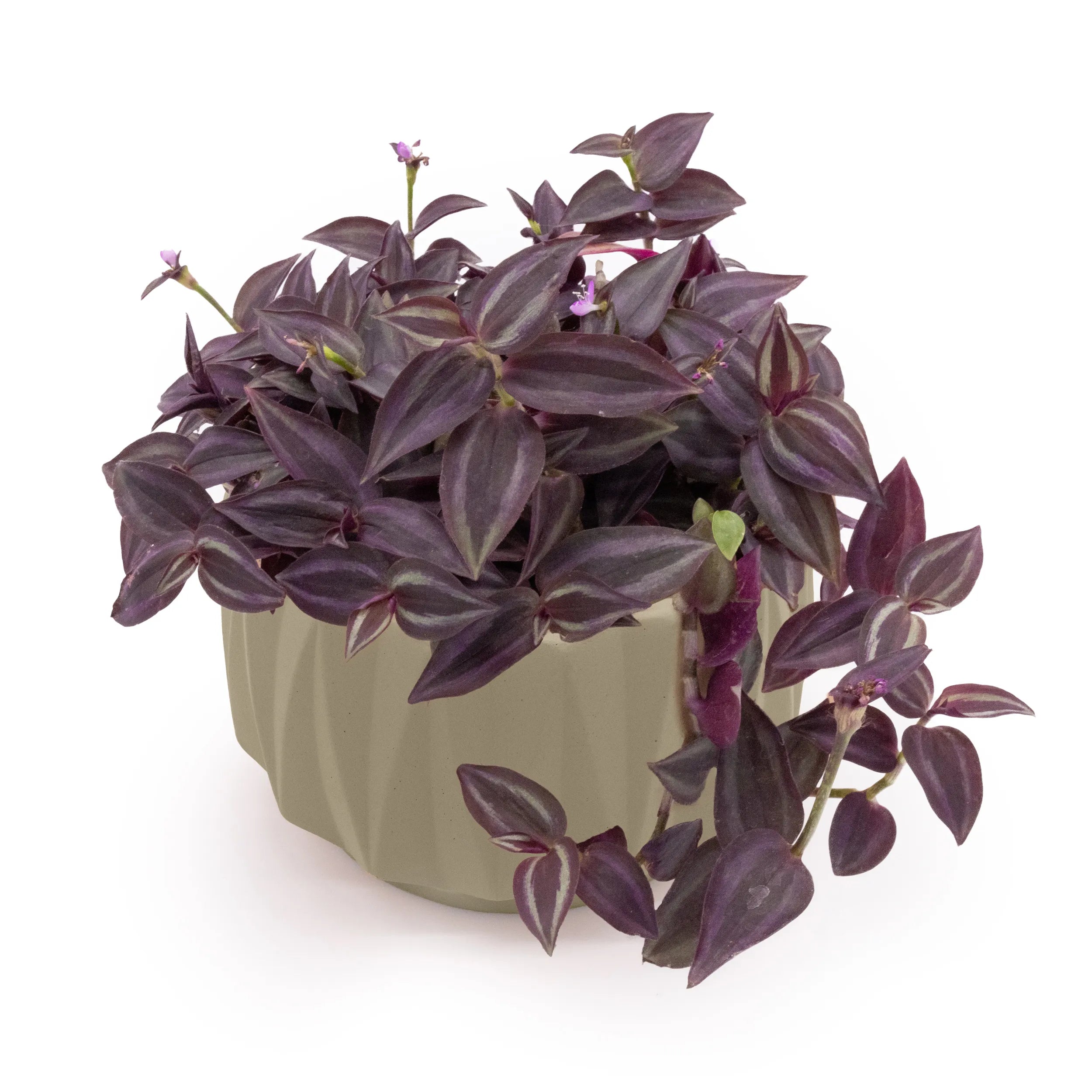 Flute 6" Tabletop Planter Sage