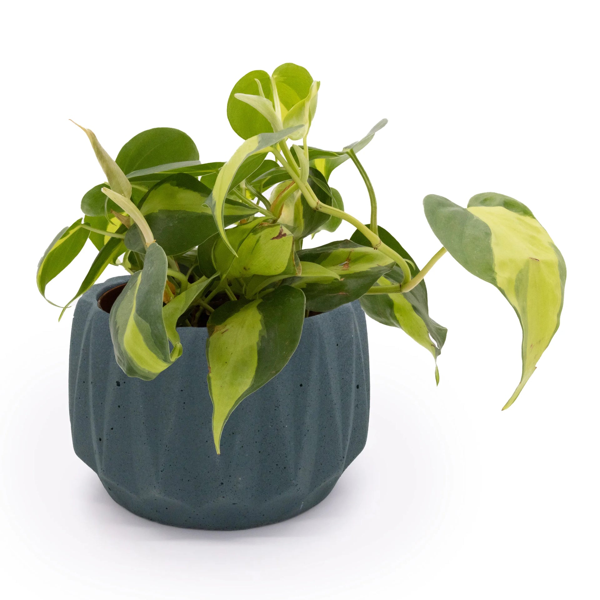 Flute 6" Tabletop Planter Smokey Blue