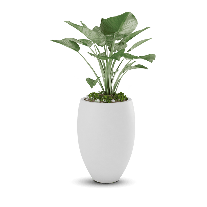 Brandy GFRC Planter in White Color - planted