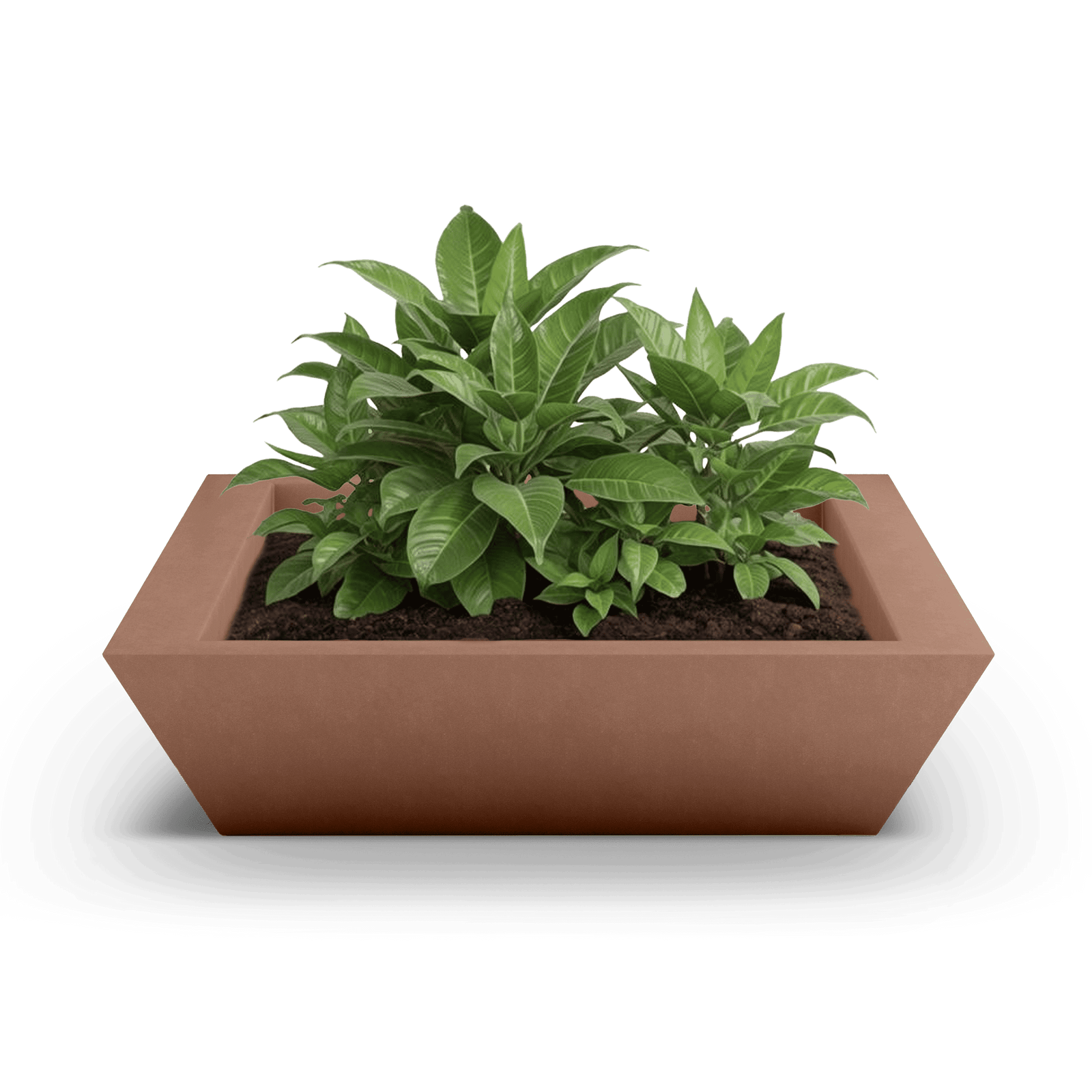 Newport Shallow GFRC Planter in Antique Rose Color - planted