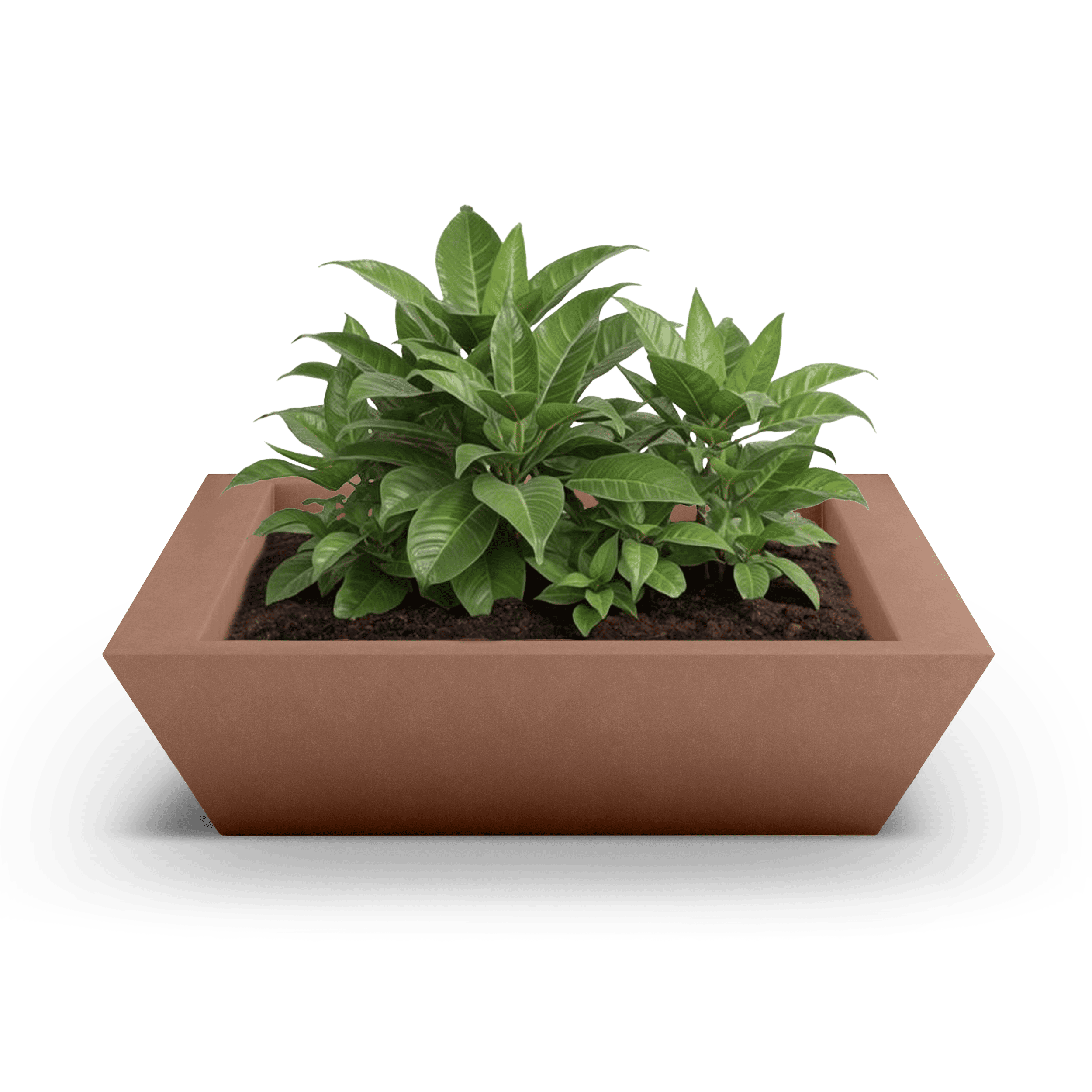 Newport Shallow GFRC Planter in Antique Rose Color - planted