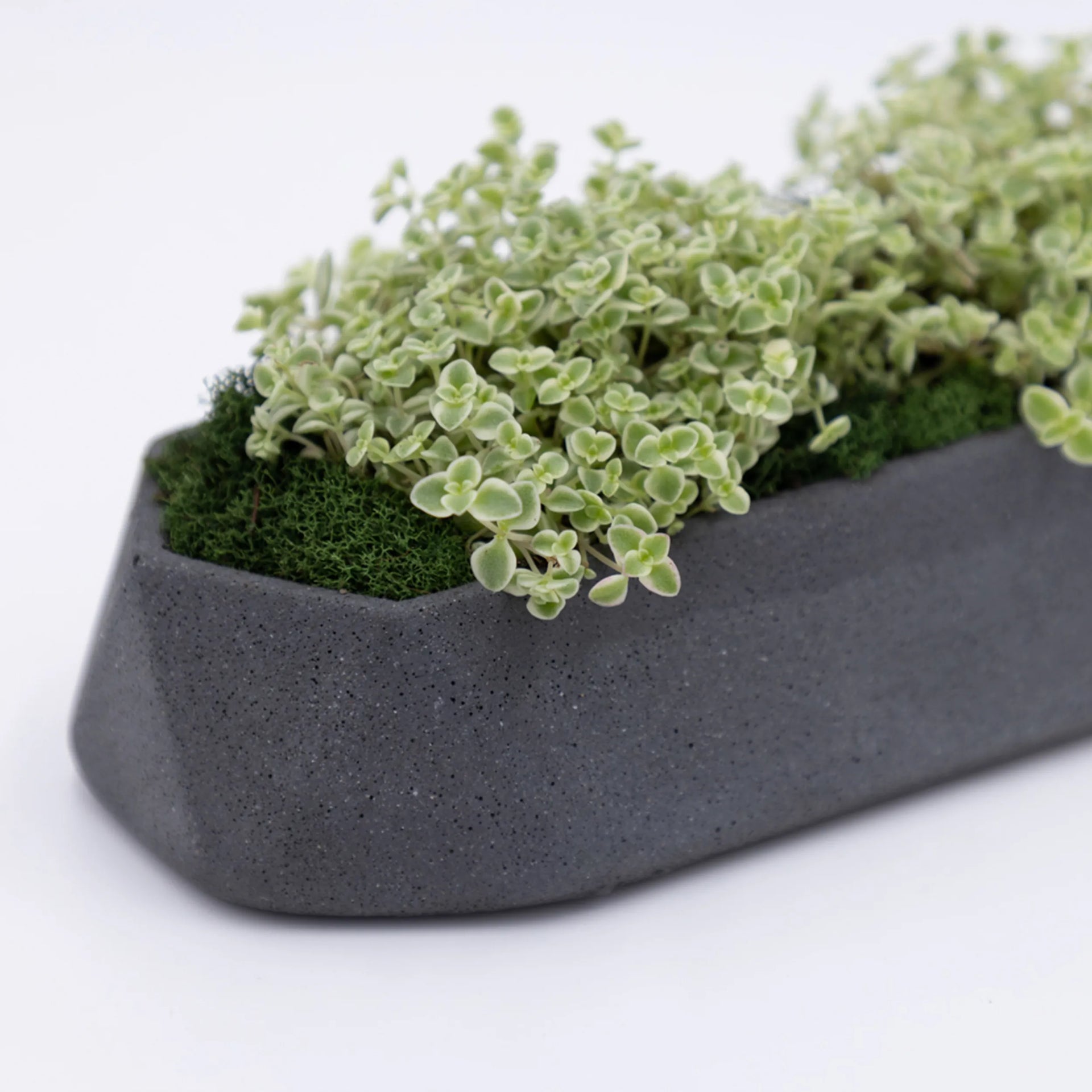 Runner Tabletop Planter Graphite