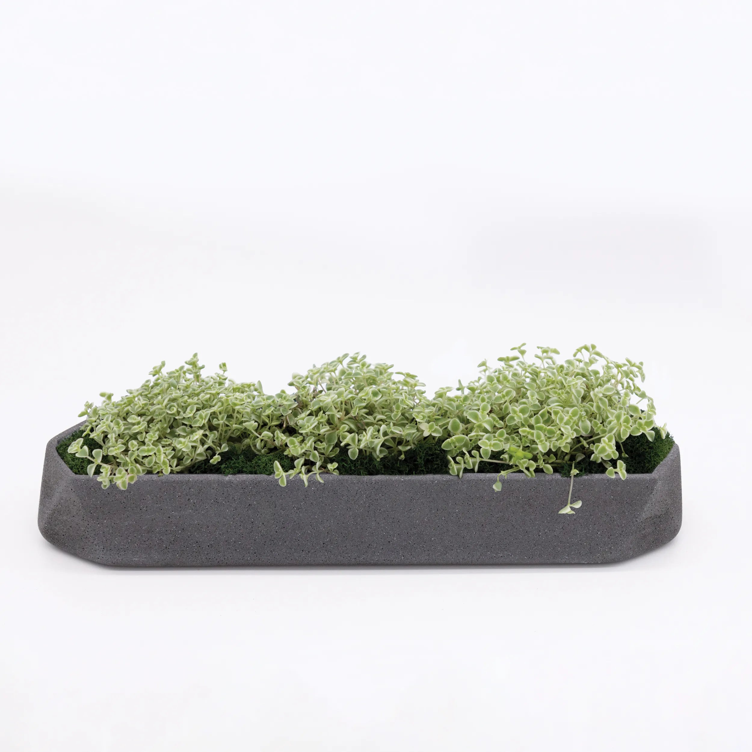 Runner Tabletop Planter Sage