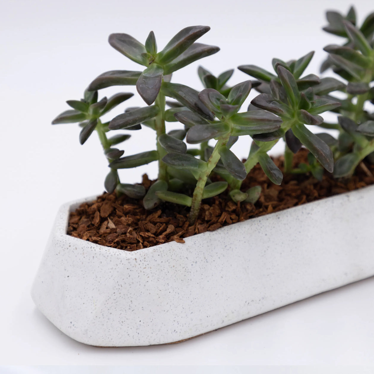 planter table indoor ModaConcrete