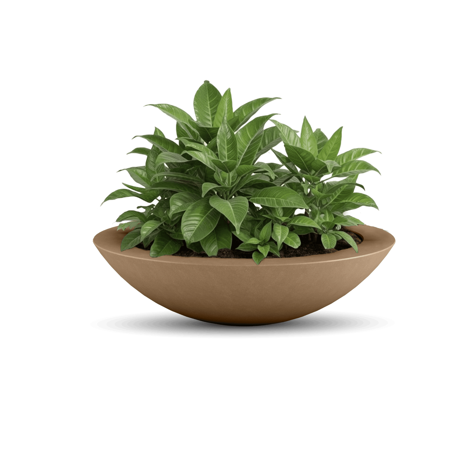 Oceanside Outdoor Shallow Planter in Cappuccino Color with Plants